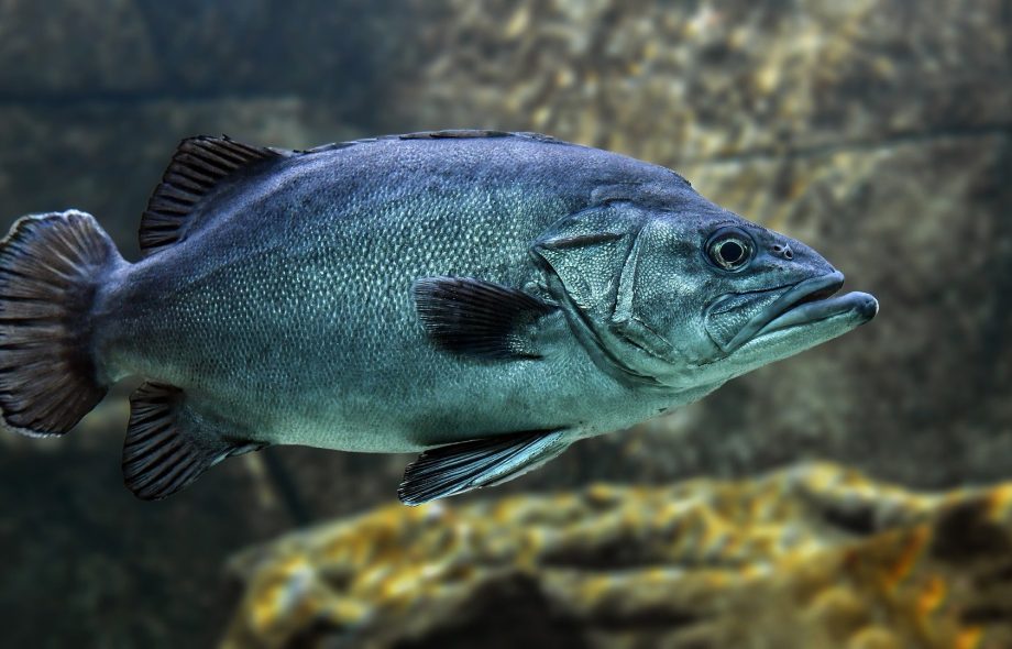 Hamour Fish Benefits: A Nutritional Treasure from the Sea