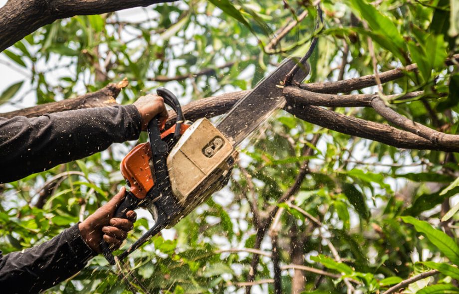 Affordable Tree Service Houston