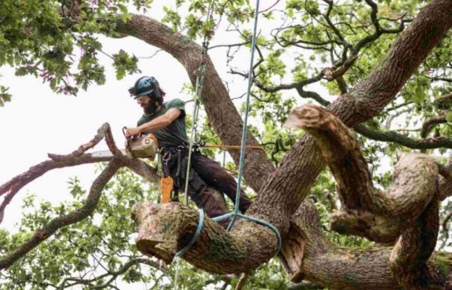 emergency tree removal