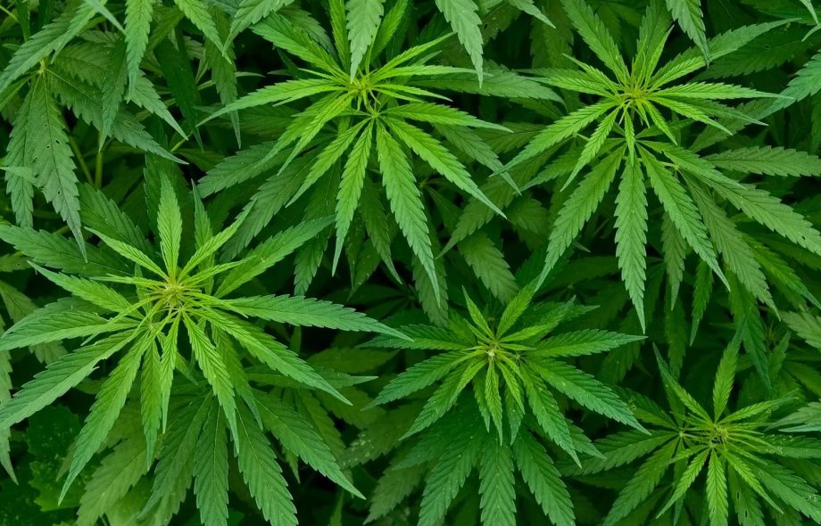 medical marijuanas card VA