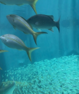 dolphin tours venice fl