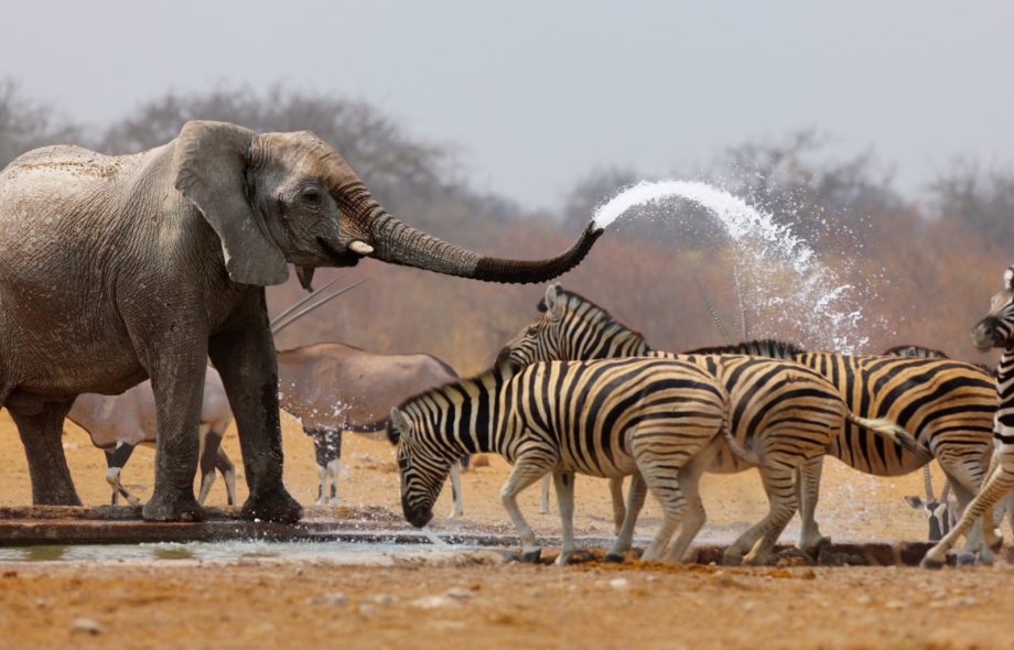 Wildlife Safari Kenya